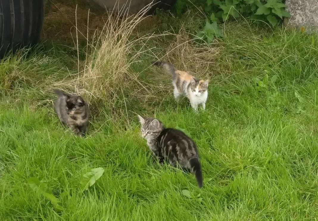 Duo kattennamen voor meerdere katten