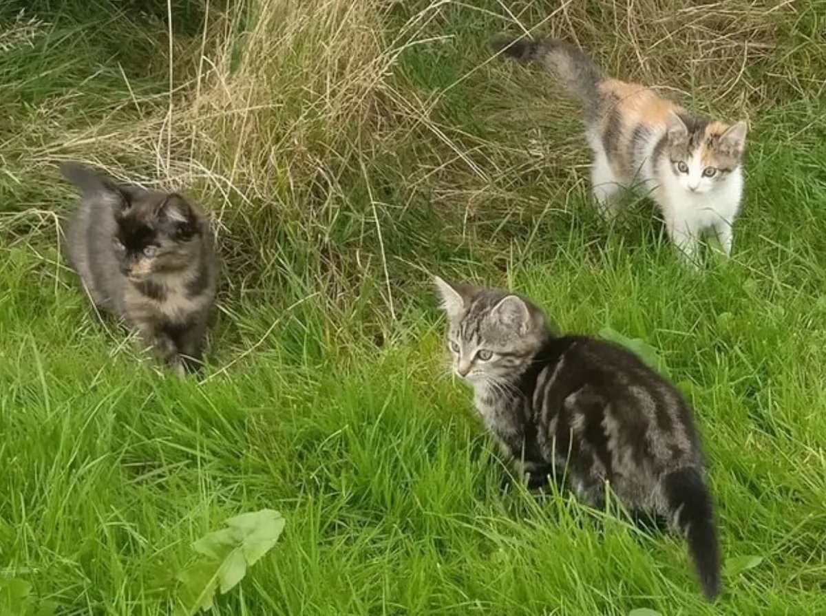 Duo kattennamen voor meerdere katten