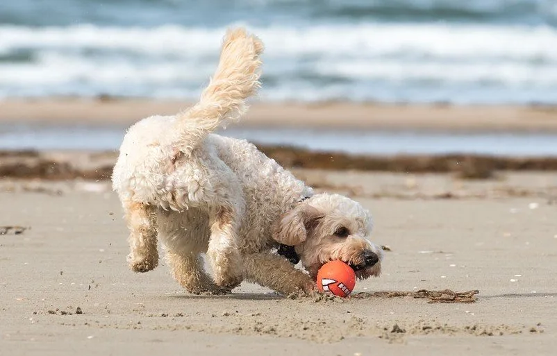 Friese hondennamen op alfabetische volgorde
