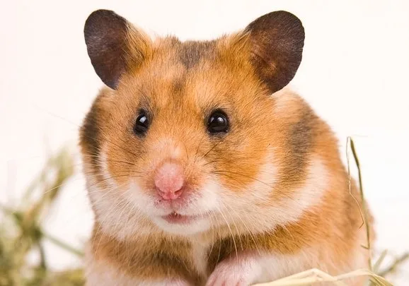 Namen voor hamsters, ratjes en muizen van a tot z