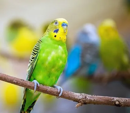 Namen voor vogels, parkieten, kanaries en kippen